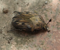Hoplopyga liturata