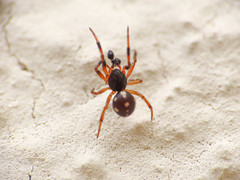Crustulina guttata