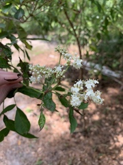 Viburnaceae