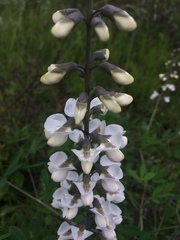 Baptisia albescens