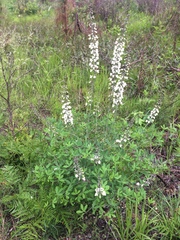 Baptisia albescens