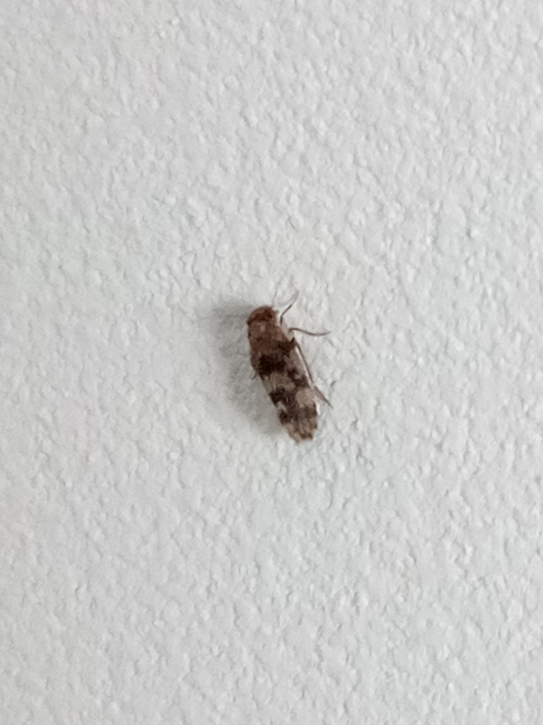 Marcenendius nostras