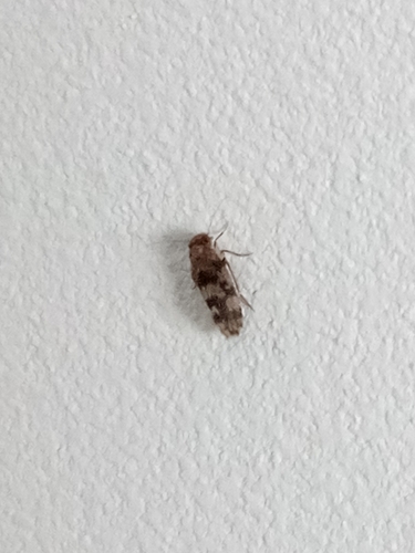 Marcenendius nostras