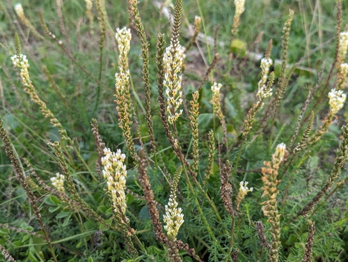 Image of Hebenstretia dentata by (c) jonathon love, some rights reserved (CC BY)