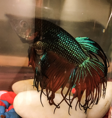 Betta splendens