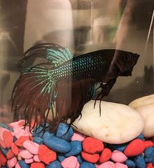 Betta splendens