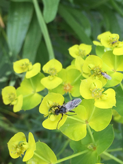 Bibio albipennis