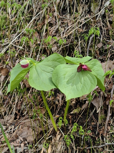 Trillium smallii iNat (2)