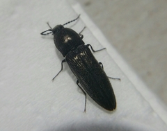 Cidnopus aeruginosus