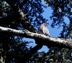 Columba palumbus