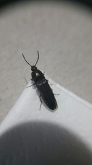 Cidnopus aeruginosus