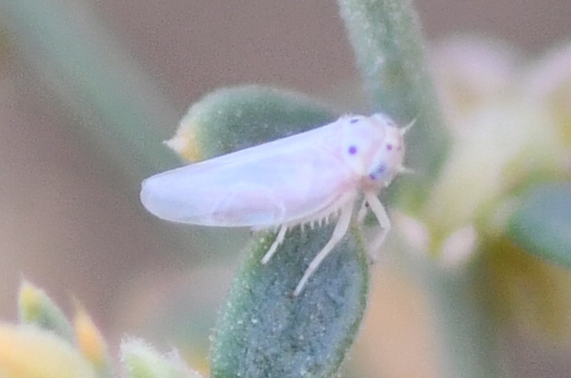 Austroagallia avicula