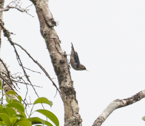 Yellow-billed Nuthatch (Sitta solangiae), photo 2