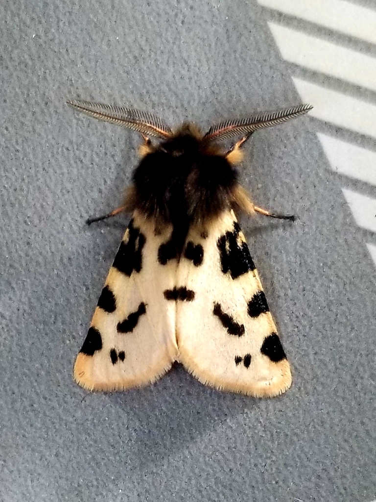 Ocnogyna zoraida