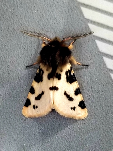 Ocnogyna zoraida (Graslin, 1837)