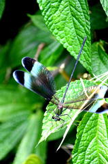 Psolodesmus mandarinus mandarinus
