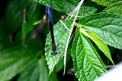 Psolodesmus mandarinus mandarinus