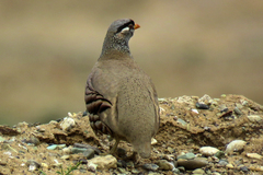 Ammoperdix griseogularis