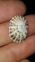 Scutellastra peronii