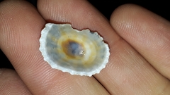 Scutellastra peronii