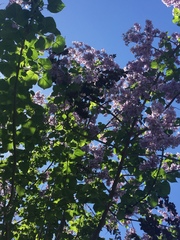 Paulownia tomentosa