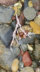 Amphiroa anceps