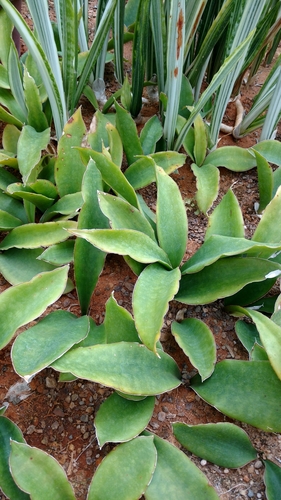 Red-edge sansevieria (Sansevieria subspicata)