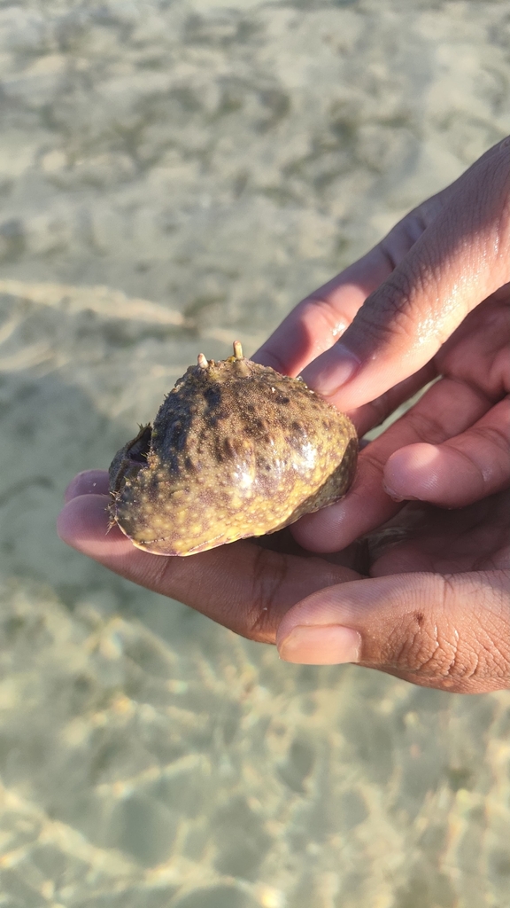 Smooth box crab