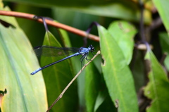 Bayadera brevicauda
