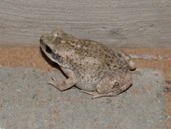 Duttaphrynus dhufarensis