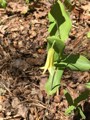 Uvularia perfoliata