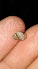 Nassarius jonasii
