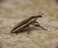 Lixus albomarginatus