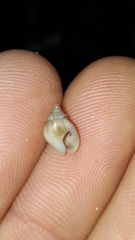 Nassarius jonasii