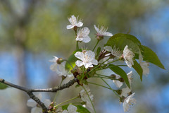 Cerasus