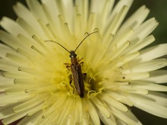 Oedemera barbara