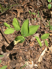 Uvularia perfoliata