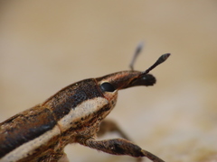 Lixus albomarginatus
