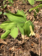 Uvularia perfoliata