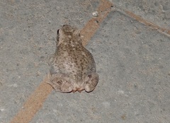 Duttaphrynus dhufarensis