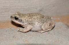 Duttaphrynus dhufarensis
