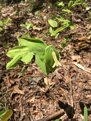 Uvularia perfoliata