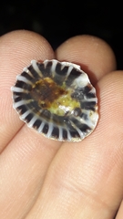 Siphonaria denticulata