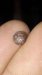 Cantharidella picturata