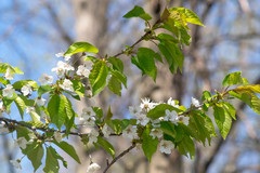 Cerasus