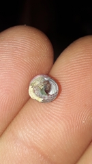 Cantharidella picturata