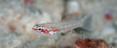 Shimada's Dwarfgoby photo 2