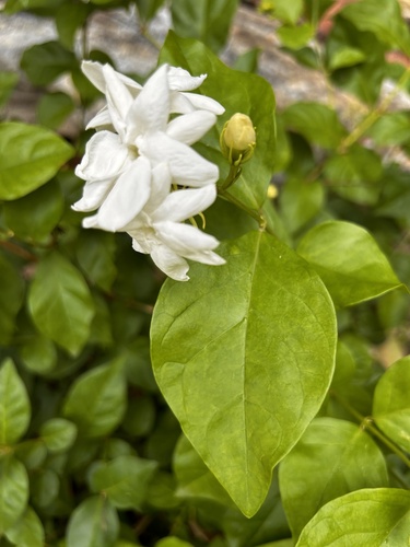 Jasminum sambac
