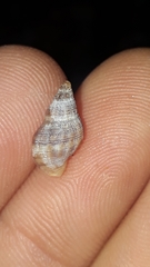 Agnewia tritoniformis