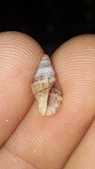 Agnewia tritoniformis